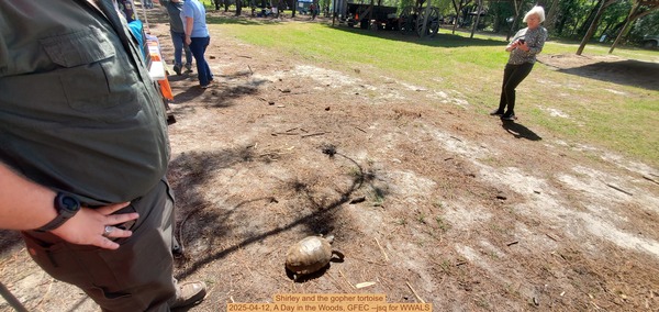 [Shirley and the gopher tortoise, 2025-04-12, A Day in the Woods, GFEC --jsq for WWALS]