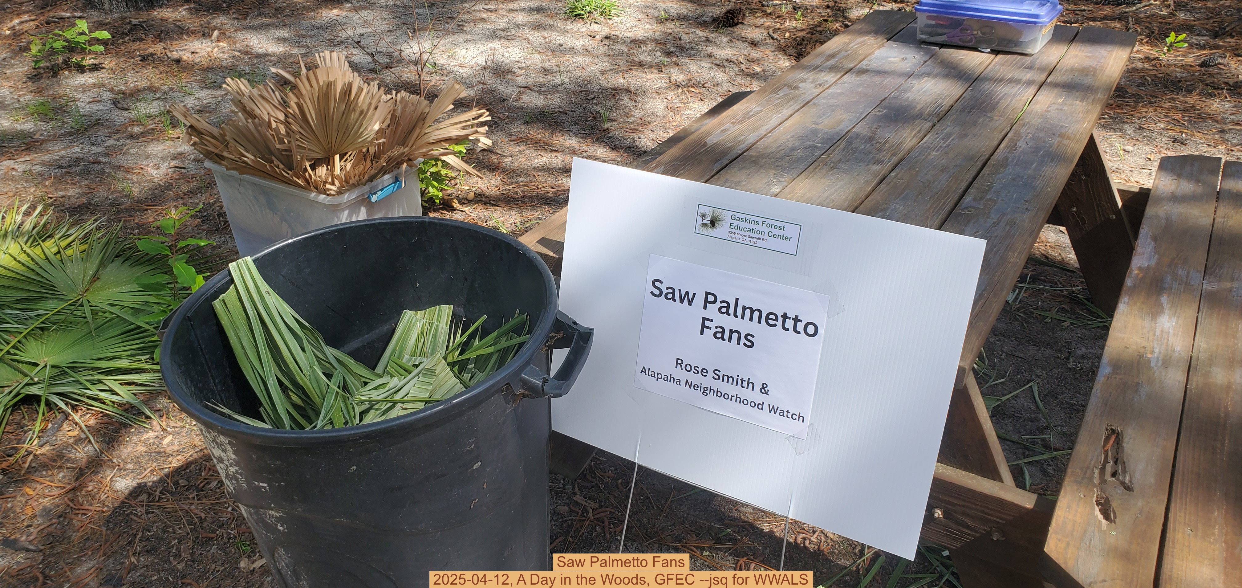 Saw Palmetto Fans, 2025-04-12, A Day in the Woods, GFEC --jsq for WWALS