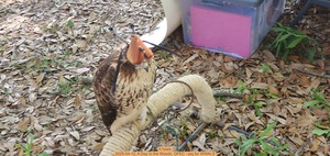 [A hawk, 2025-04-12, A Day in the Woods, GFEC --jsq for WWALS]