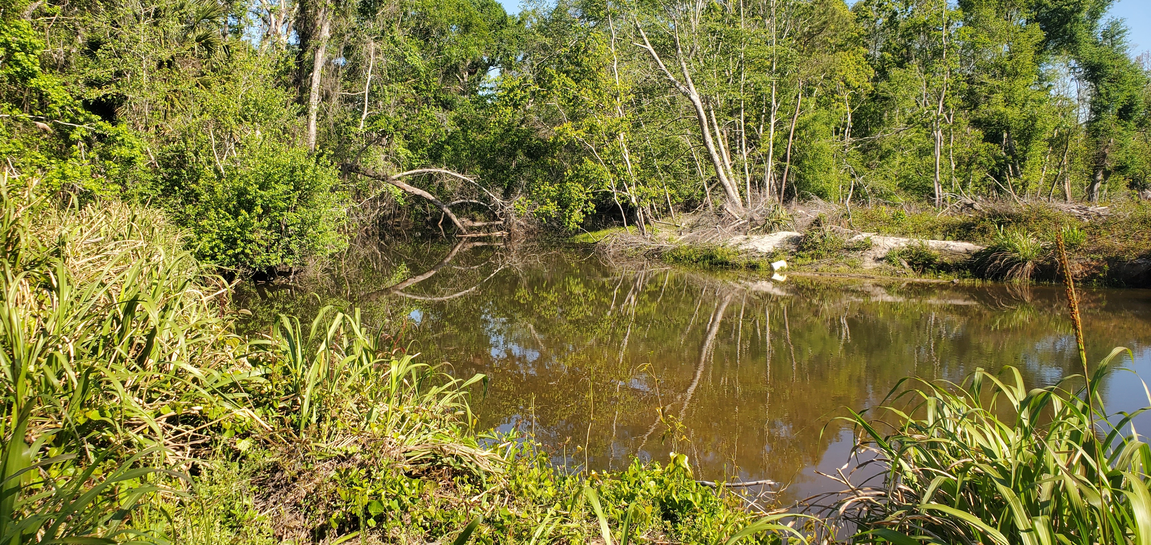 Sugar Creek Confluence with the Withlacoochee River, 10:03:12, 30.8633650, -83.3194038