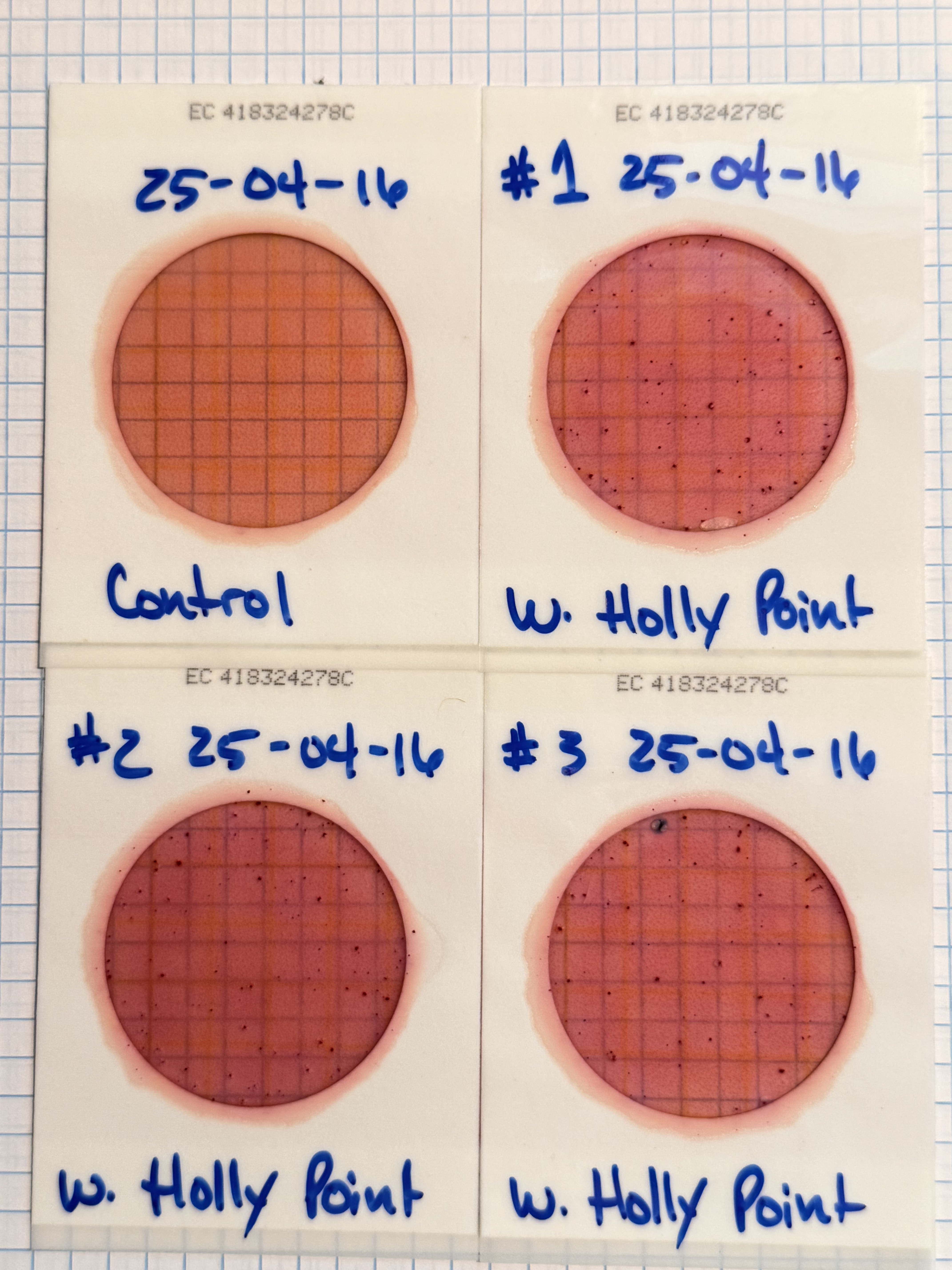 Plates, Holly Point 2025-04-16