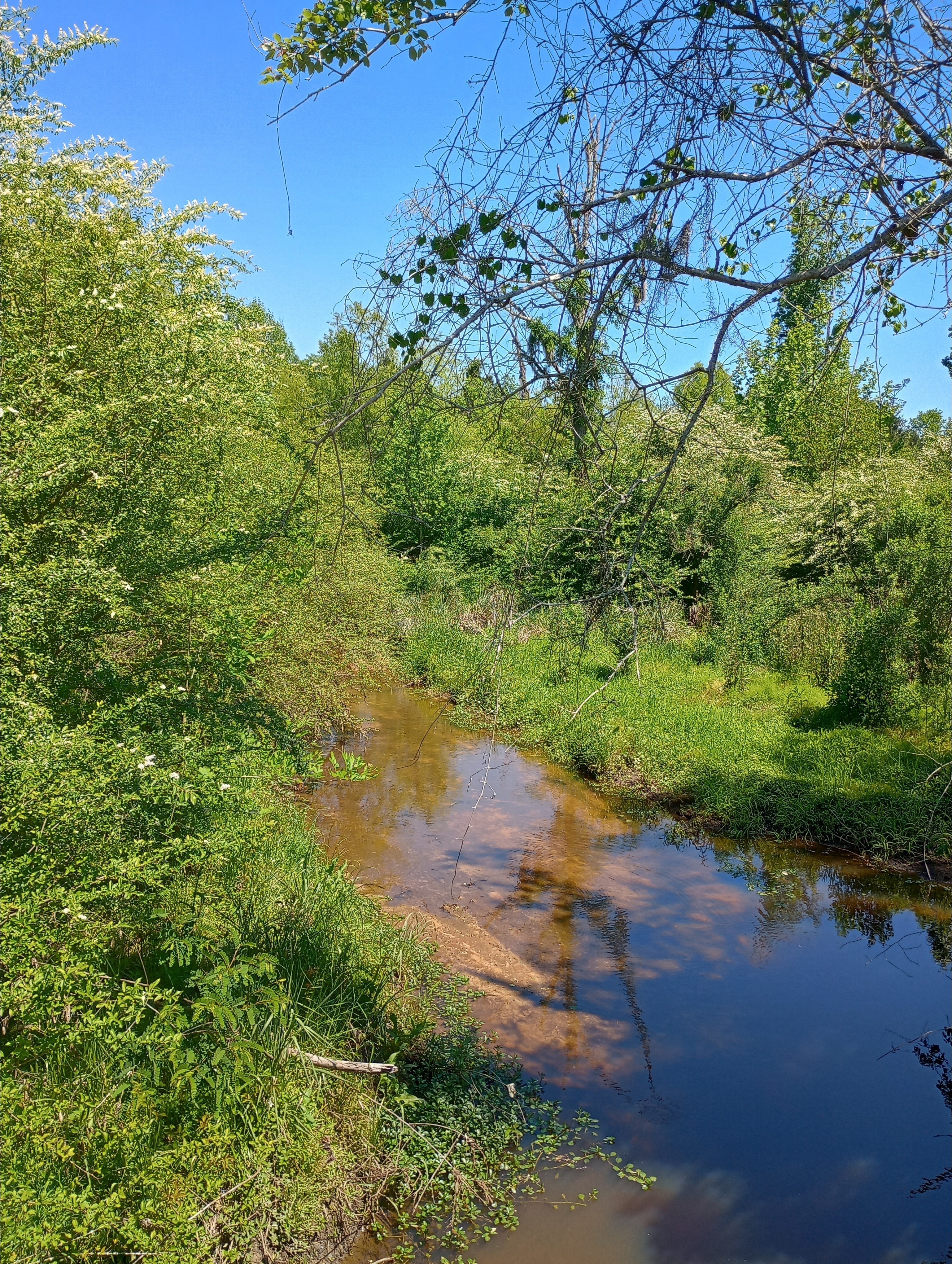 Tifton Longhorn Creek @ McCormick Drive other, 2025-04-16, 2025:04:16 12:24:45, 31.4431095, -83.5338211