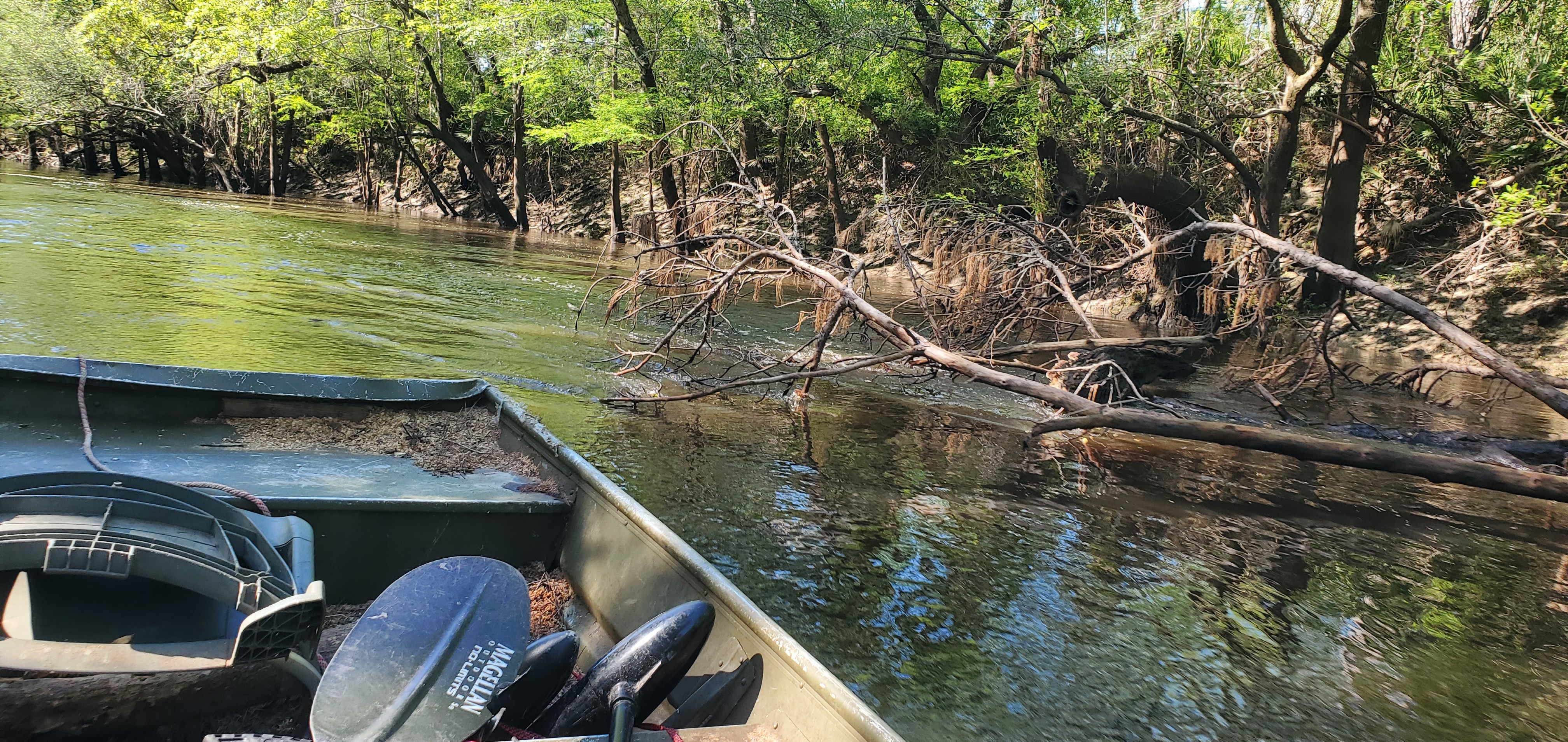 Pine deadfall not in the way on the Little River, 10:22:40, 30.8504725, -83.3484365