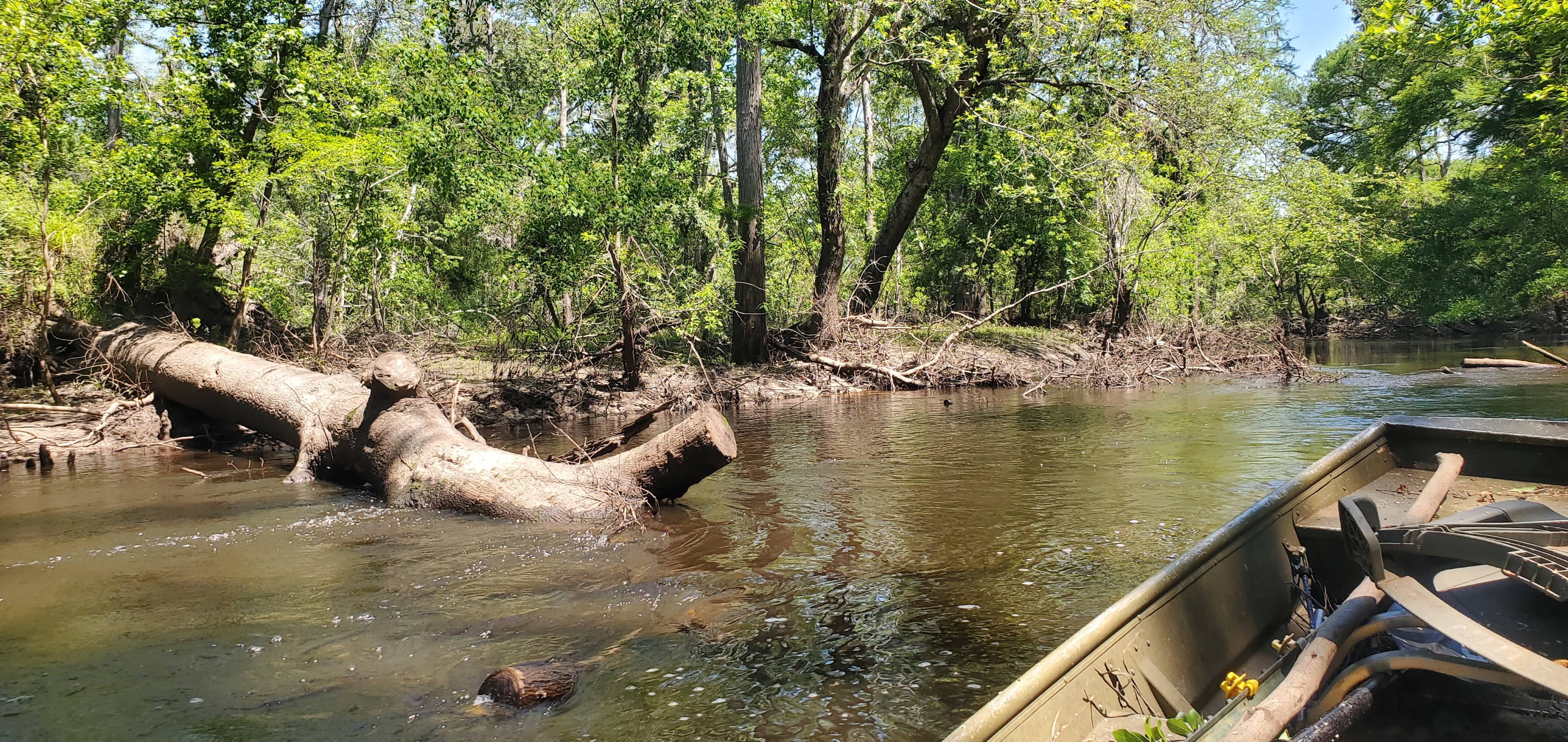 Previously sawed deadfall, 12:38:11, 30.8558126, -83.3292629