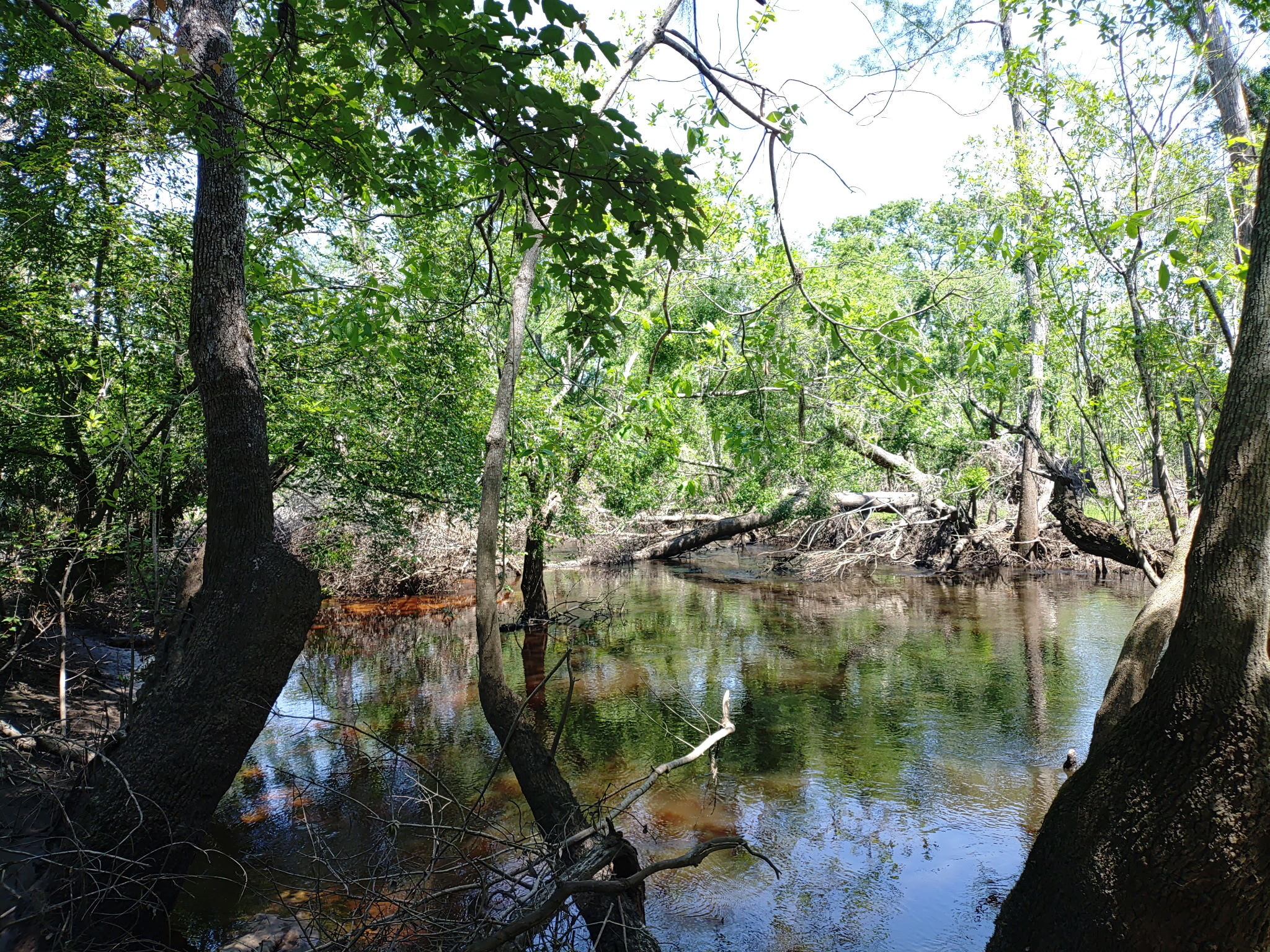 Another deadfall upstream, 14:25:42, 30.8602222, -83.3251806 --Phil Royce