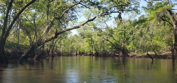 [Idyllic, shady Withlacoochee River, 10:03:49, 30.8793387, -83.3116267]