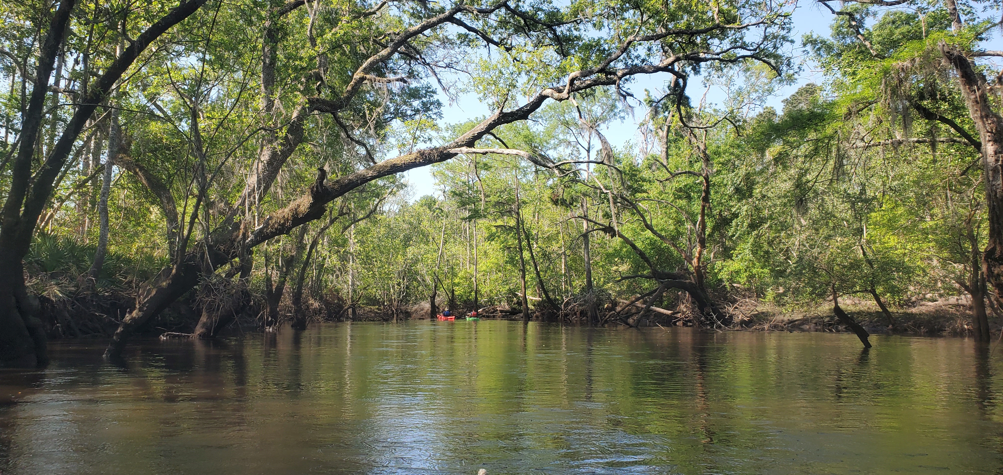 Idyllic, shady Withlacoochee River, 10:03:49, 30.8793387, -83.3116267