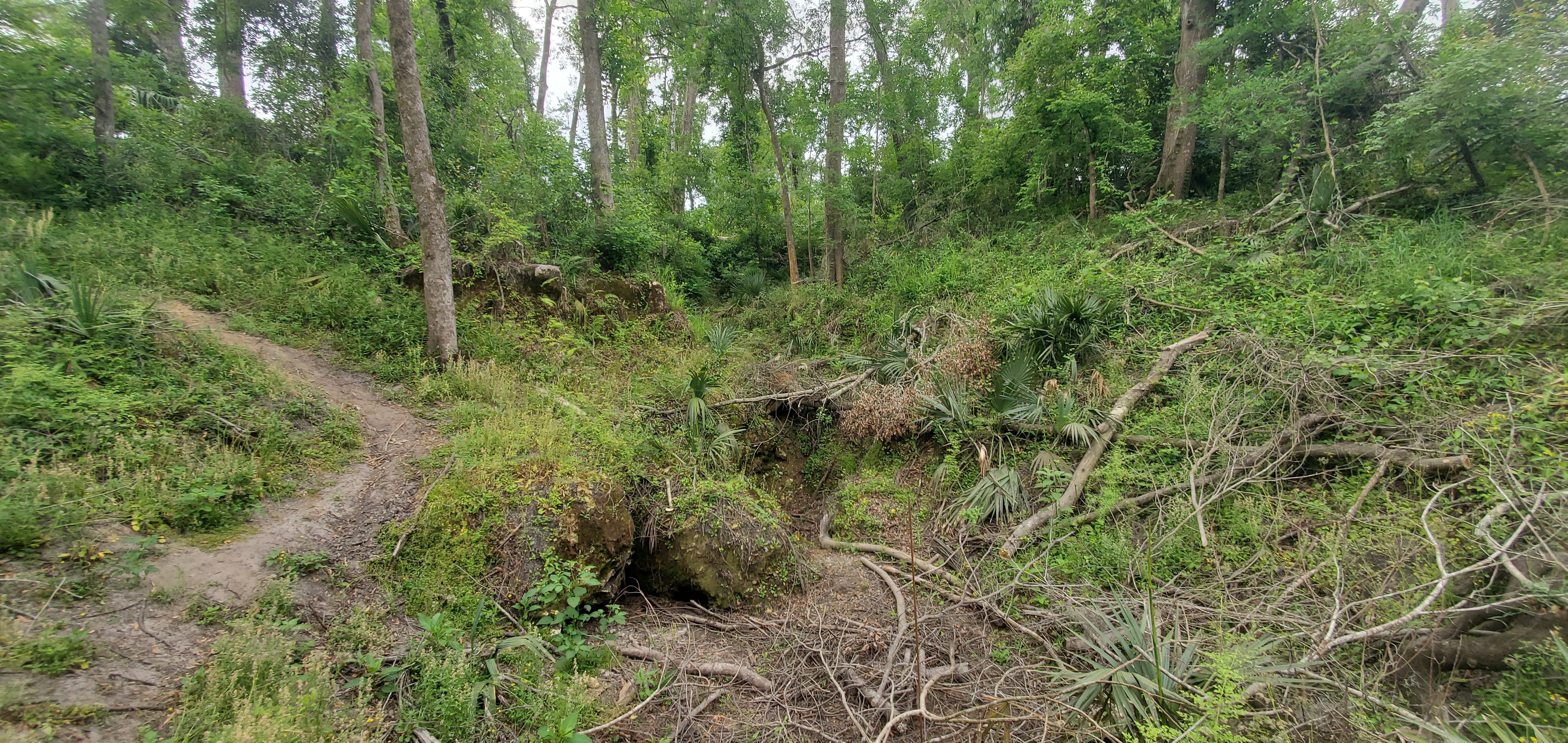 Looking away from the river at Hurricane Helene debris