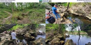 [Edwards Spring, Suwannee River, aka Ellaville Spring 2025-04-22, Hurricane Helene damage, On private land]