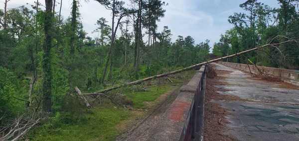 [Deadfall on Hillman Bridge, 2025:04:22 09:59:29, 30.3862787, -83.1750305]