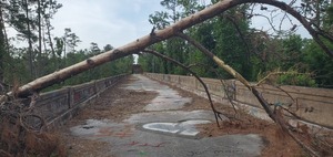 [Deadfall and grafitti on Hillman Bridge, 2025:04:22 09:59:52, 30.3862787, -83.1750305]
