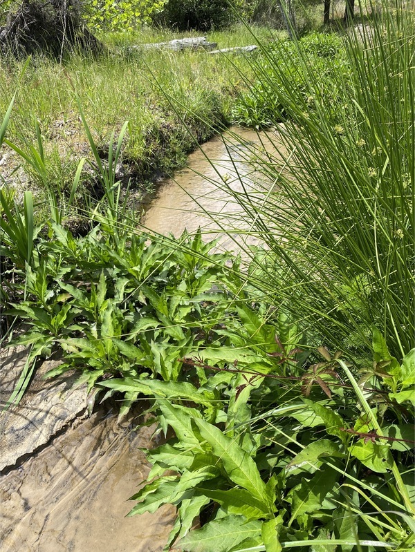 [Alapaha Settlement Pond Stream, Alapaha River @ US 82 2025-04-20]