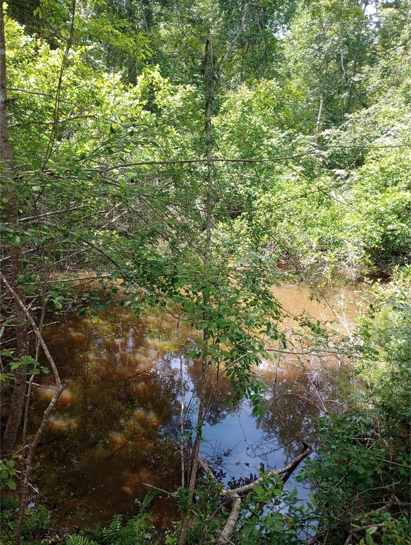 Sinkhole, Heard Creek, Tifton, GA, Other IMG 20250421 130917636 HDR, 2025:04:21 13:09:20, 31.5275421, -83.5699005 2025-04-21