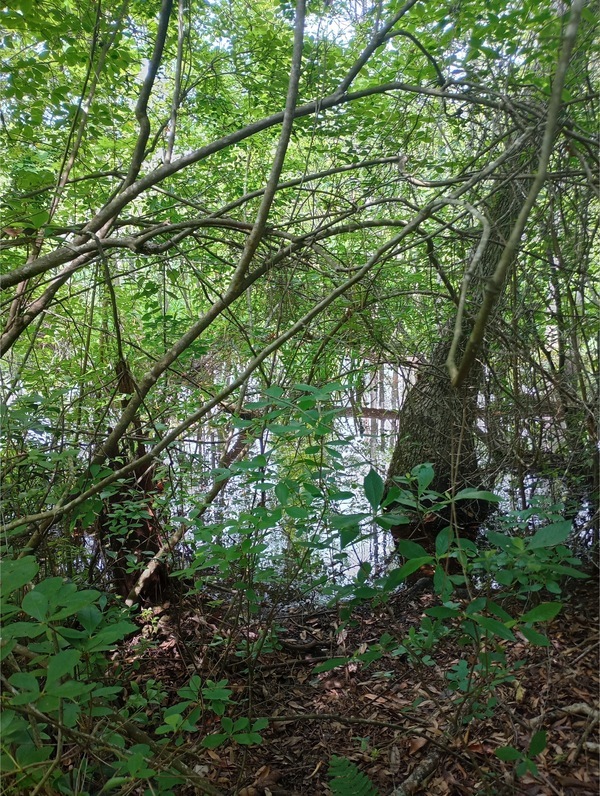 [Wetland, Heard Creek, Tifton, GA, IMG 20250421 125228462 HDR, 2025:04:21 12:52:32, 31.5468349, -83.5408325 2025-04-21]