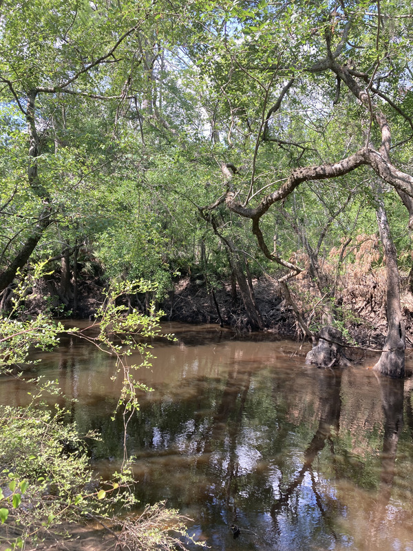 Tyler Bridge, Franklinville, Withlacoochee River @ Frankinville Road 2025-04-23