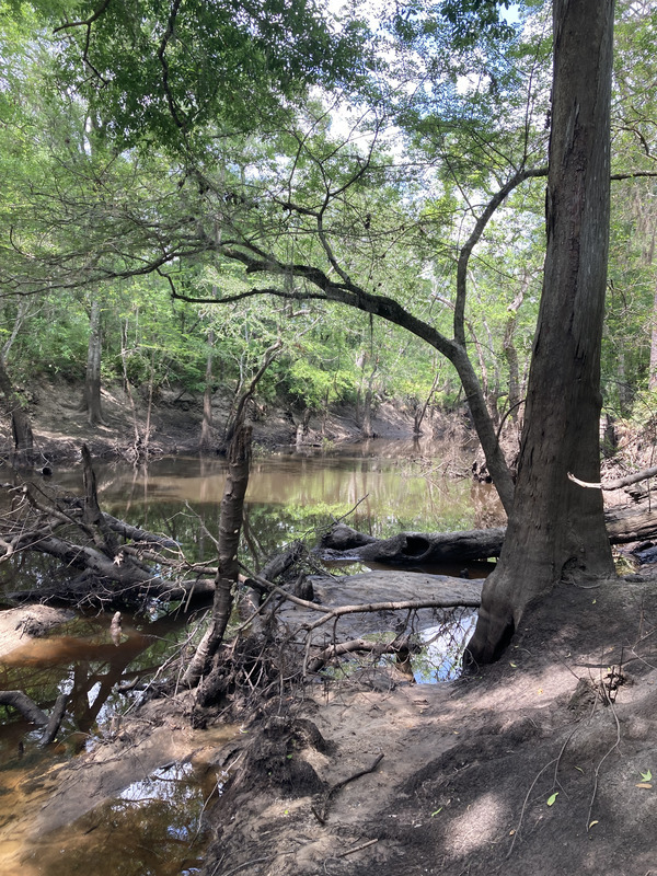 [Staten Road other, Withlacoochee River @ Staten Road 2025-04-23]