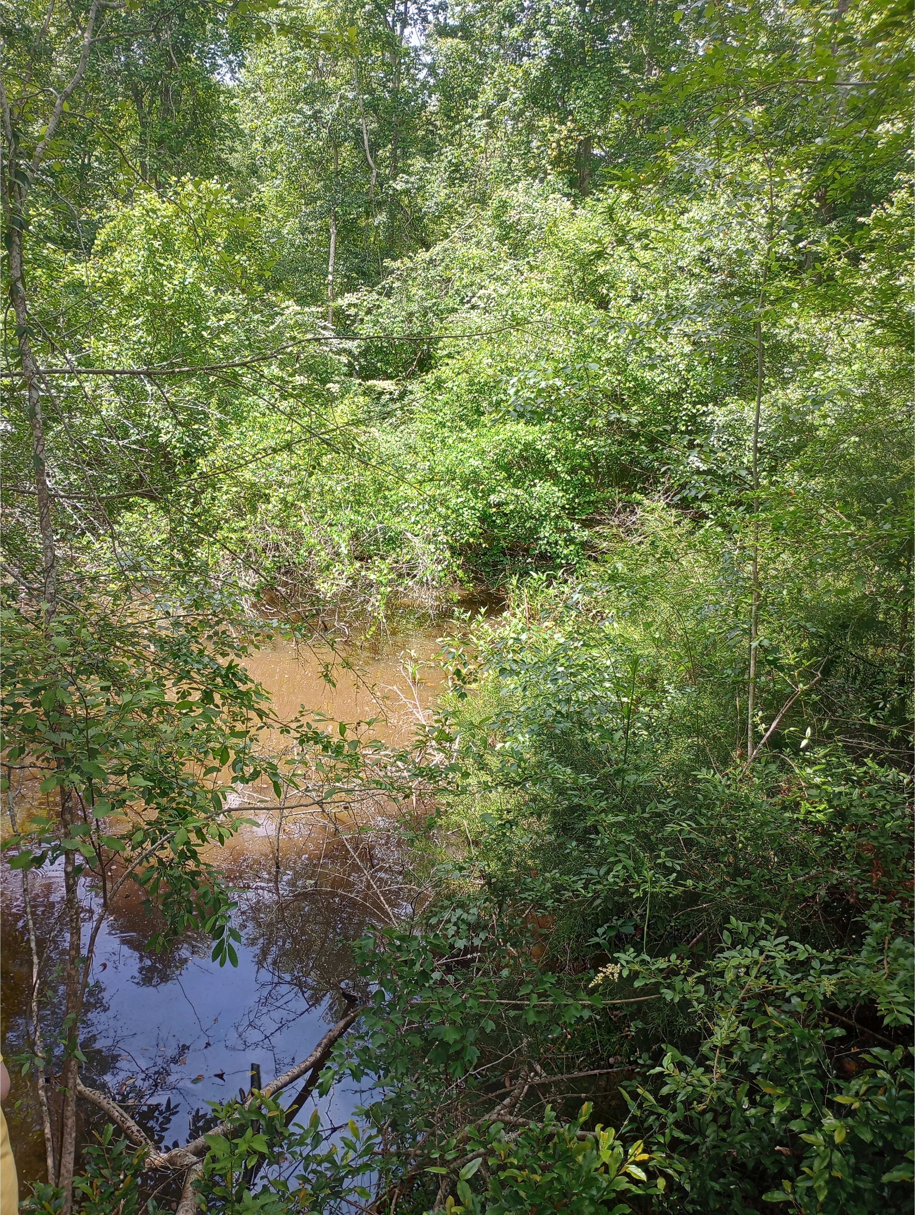 Sinkhole, Heard Creek, Tifton, GA, IMG 20250421 130912053 HDR, 2025:04:21 13:09:16, 31.5275421, -83.5699005 2025-04-21