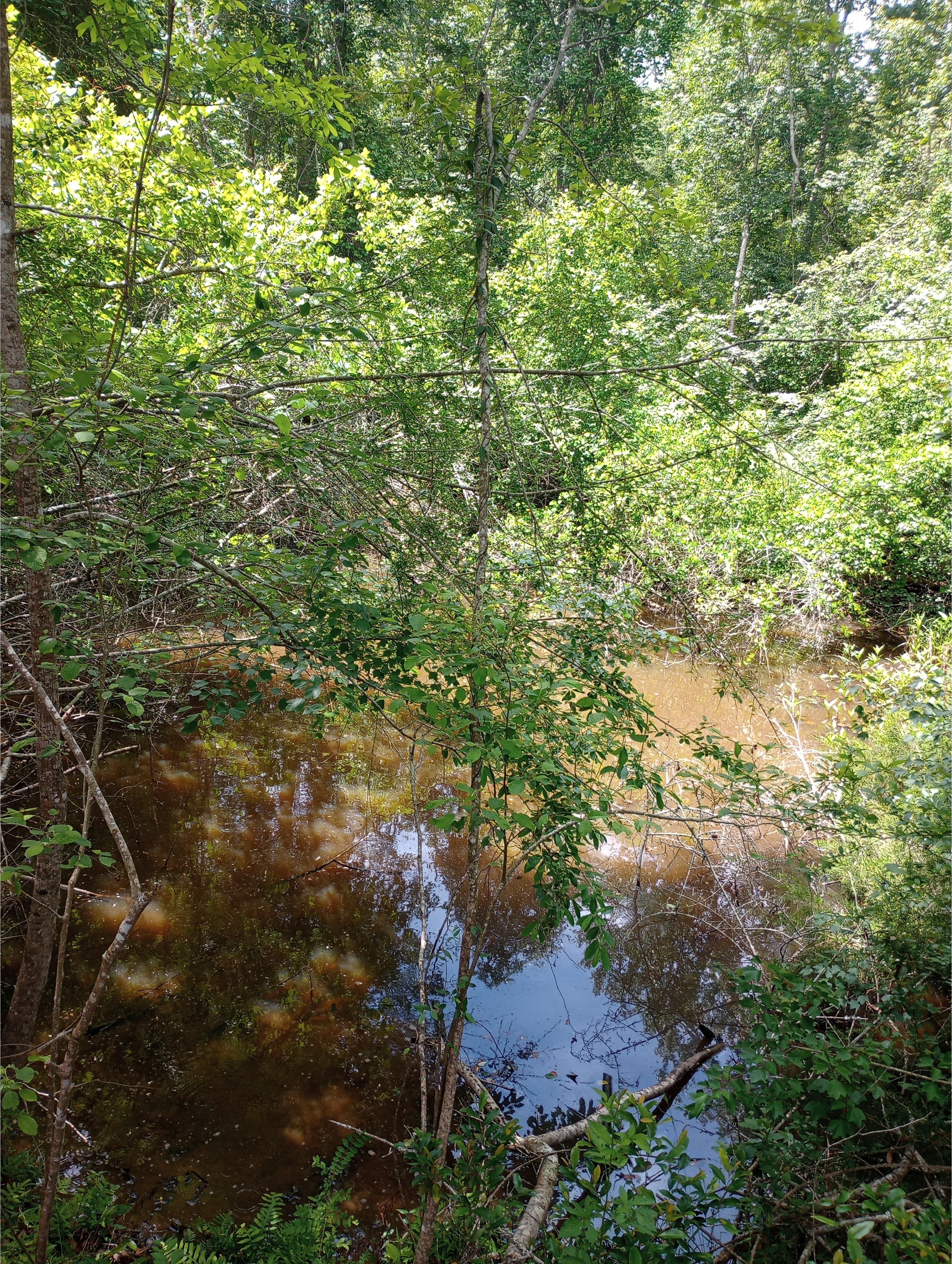Sinkhole, Heard Creek, Tifton, GA, Other IMG 20250421 130917636 HDR, 2025:04:21 13:09:20, 31.5275421, -83.5699005 2025-04-21