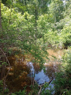 [Sinkhole, Heard Creek, Tifton, GA, Other IMG 20250421 130917636 HDR, 2025:04:21 13:09:20, 31.5275421, -83.5699005 2025-04-21]
