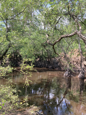 [Tyler Bridge, Franklinville, Withlacoochee River @ Frankinville Road 2025-04-23]