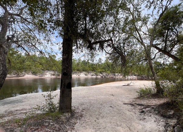 [Naylor Park Beach, Alapaha River @ US 84 2025-05-01]