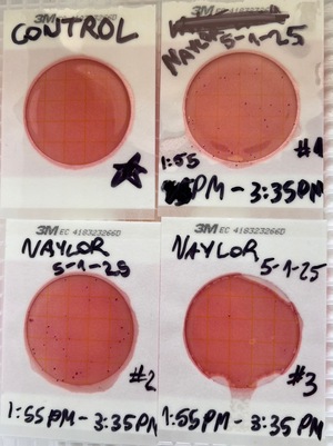 [Plates, Naylor Park Beach 2025-05-01]