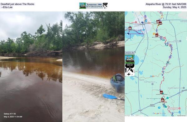 [Deadfall just above The Rocks, Alapaha River @ 79.91 feet NAVD88, --Etta Lee, Sunday, May 4, 2025]