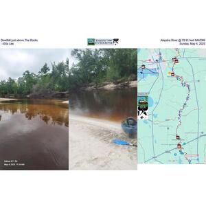 [Deadfall just above The Rocks, Alapaha River @ 79.91 feet NAVD88, --Etta Lee, Sunday, May 4, 2025]