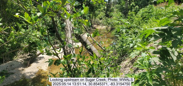 [Looking upstream on Sugar Creek, 2025:05:14 13:51:14, 30.8545371, -83.3154750]