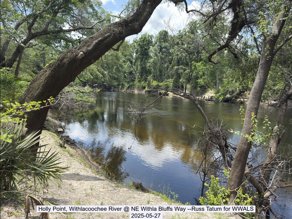 [Holly Point, Withlacoochee River @ NE Withla Bluffs Way --Russ Tatum for WWALS, 2025-05-27]