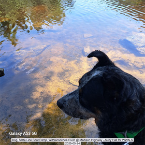 [Dog, State Line Boat Ramp, Withlacoochee River @ Madison Highway --Suzy Hall for WWALS, 2025-05-24]