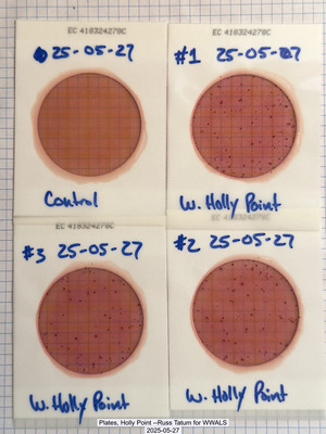 [Plates, Holly Point --Russ Tatum for WWALS, 2025-05-27]