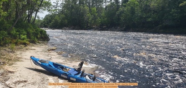 [On Big Shoals Lunch Beach, a few still exiting portage, Suwannee River --jsq for WWALS, 2025-05-31, 11:28:03, 30.3386864, -82.6836866]