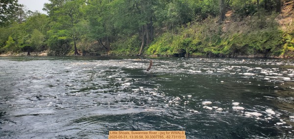 Little Shoals, Suwannee River --jsq for WWALS, 2025-05-31, 13:35:58, 30.3307785, -82.7311511