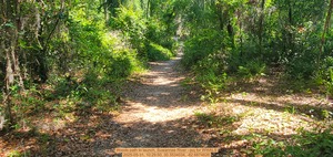 [Woods path to launch, Suwannee River --jsq for WWALS, 2025-05-31, 10:29:50, 30.3534034, -82.6874626]