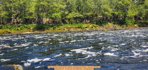 [Mike Hurley clearing the debris, Suwannee River --jsq for WWALS, 2025-05-31, 11:25:20, 30.3390704, -82.6834044]