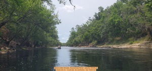 [More Little Shoals, Suwannee River --jsq for WWALS, 2025-05-31, 13:29:48, 30.3335054, -82.7250142]