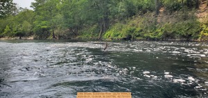 [Little Shoals, Suwannee River --jsq for WWALS, 2025-05-31, 13:35:58, 30.3307785, -82.7311511]