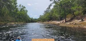 [Near the end, Suwannee River --jsq for WWALS, 2025-05-31, 13:36:01, 30.3307785, -82.7311511]