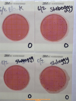 [Plates, Sheboggy Boat Ramp --Heather Brasell for WWALS, 2025-06-02]
