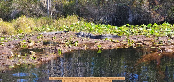 [Gators on peat, Minnies Lake, Middle Fork Suwannee River, Okefenokee Swamp, 12:15:38, 30.8620445, -82.3229138 --jsq for WWALS]