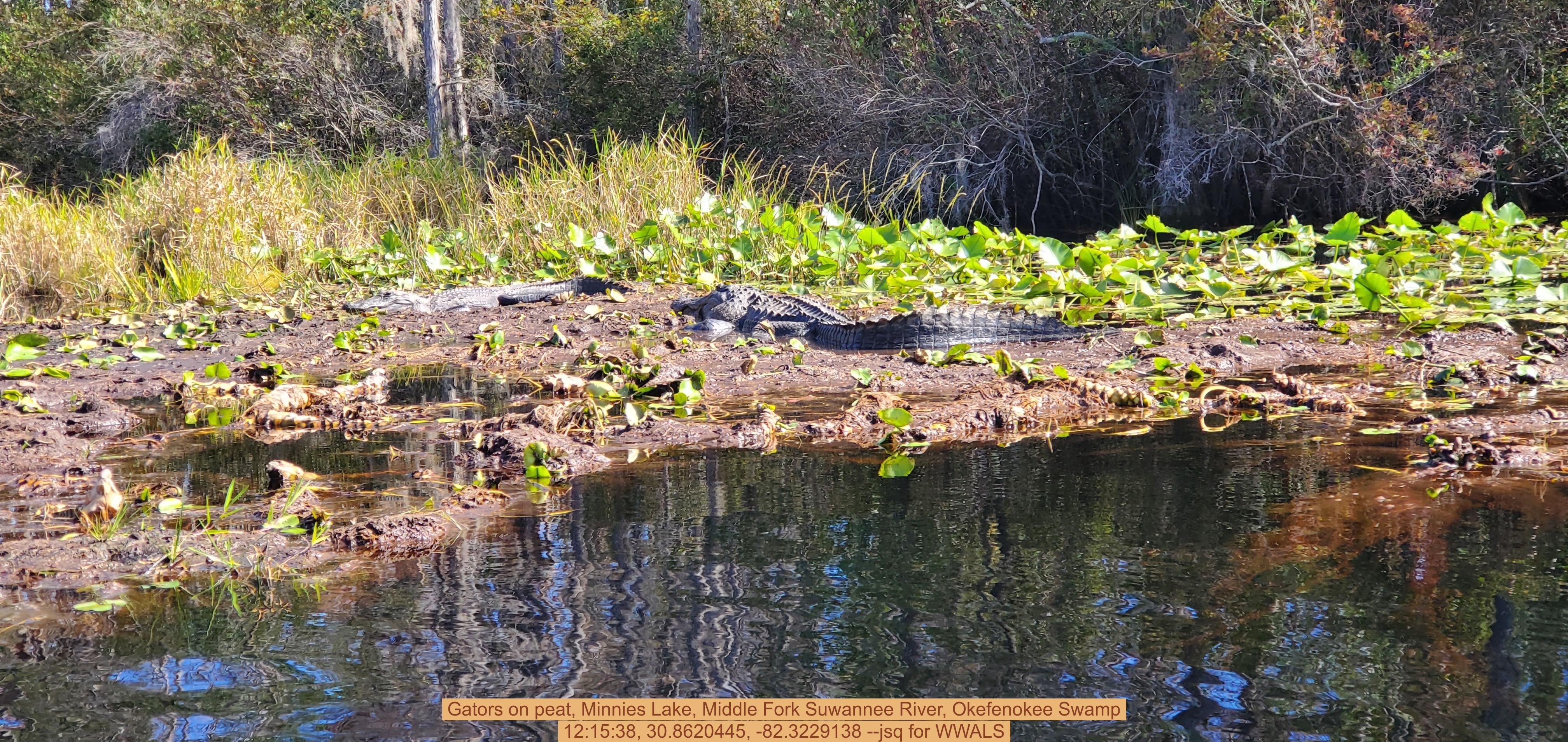 Gators on peat, Minnies Lake, Middle Fork Suwannee River, Okefenokee Swamp, 12:15:38, 30.8620445, -82.3229138 --jsq for WWALS