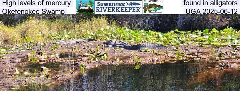 High levels of mercury found in alligators, Okefenokee Swamp, UGA 2025-06-12