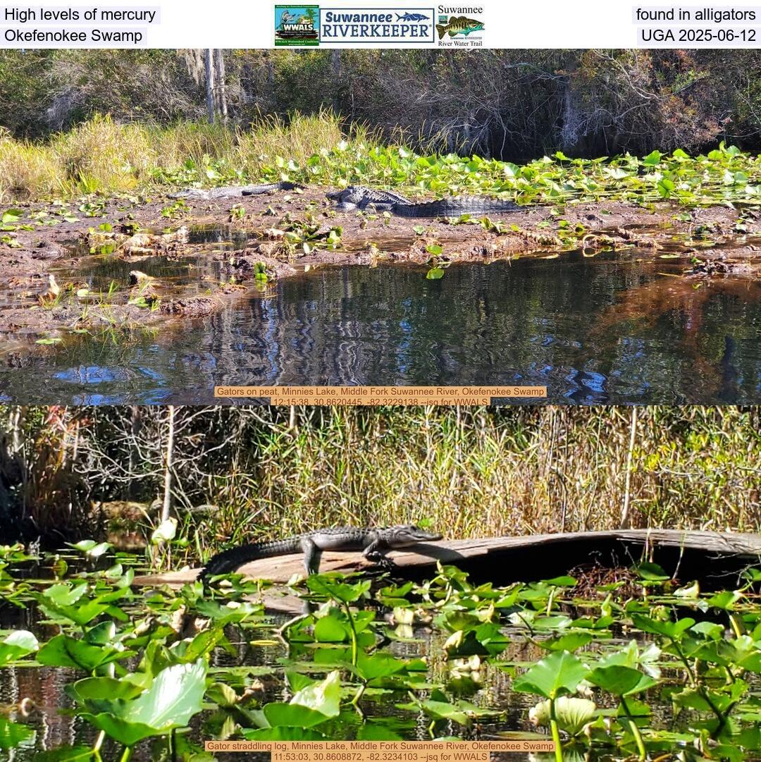 High levels of mercury found in alligators, Okefenokee Swamp, UGA 2025-06-12