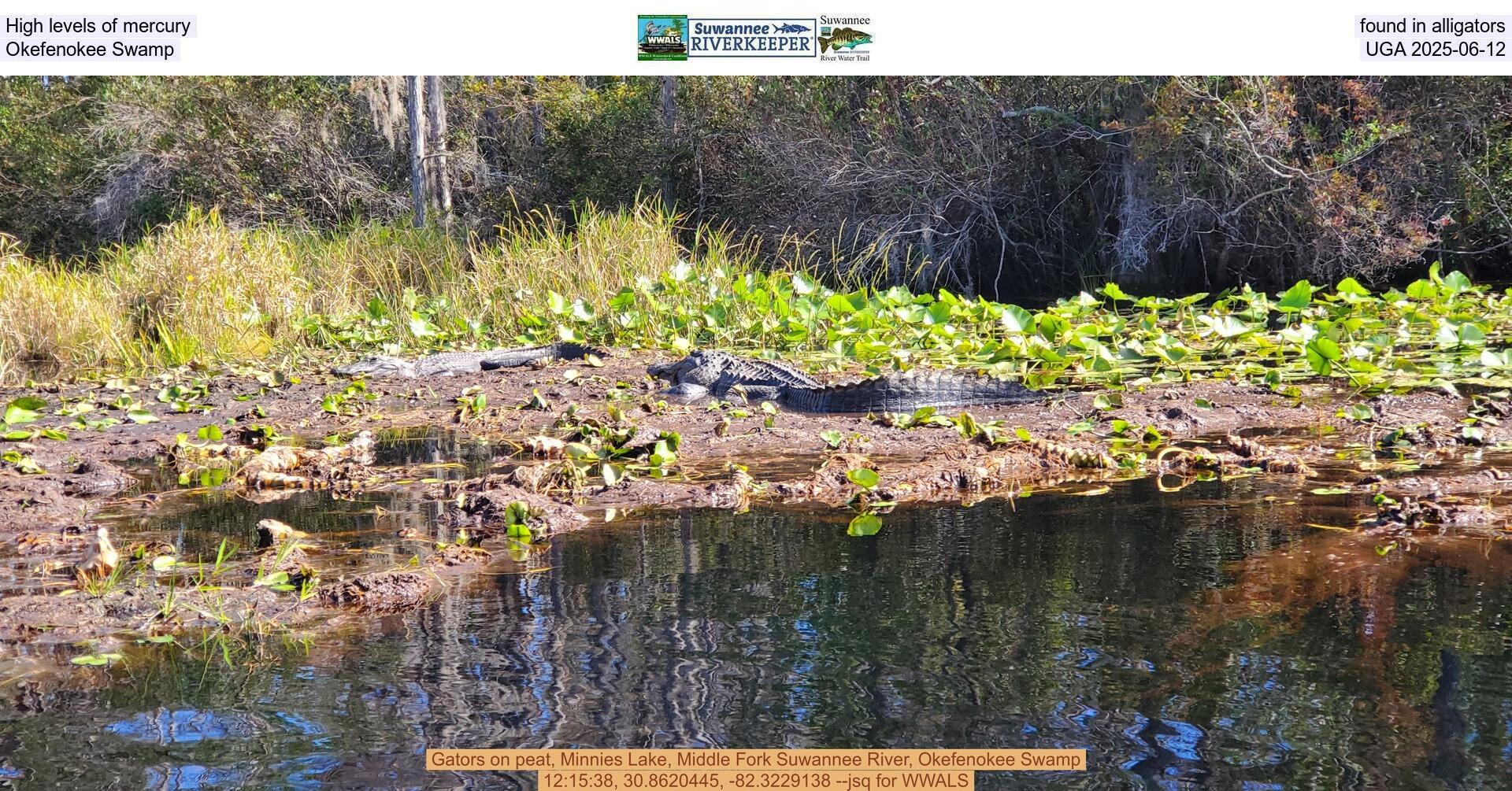 [High levels of mercury found in alligators, Okefenokee Swamp, UGA 2025-06-12]
