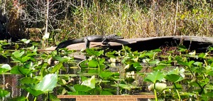 [Gator straddling log, Minnies Lake, Middle Fork Suwannee River, Okefenokee Swamp, 11:53:03, 30.8608872, -82.3234103 --jsq for WWALS]