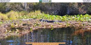 [High levels of mercury found in alligators, Okefenokee Swamp, UGA 2025-06-12]