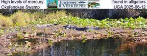 [High levels of mercury found in alligators, Okefenokee Swamp, UGA 2025-06-12]
