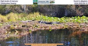 [High levels of mercury found in alligators, Okefenokee Swamp, UGA 2025-06-12]