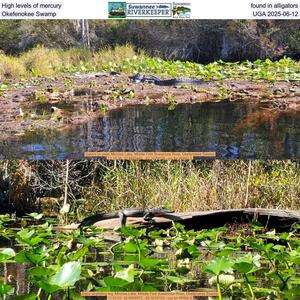 [High levels of mercury found in alligators, Okefenokee Swamp, UGA 2025-06-12]
